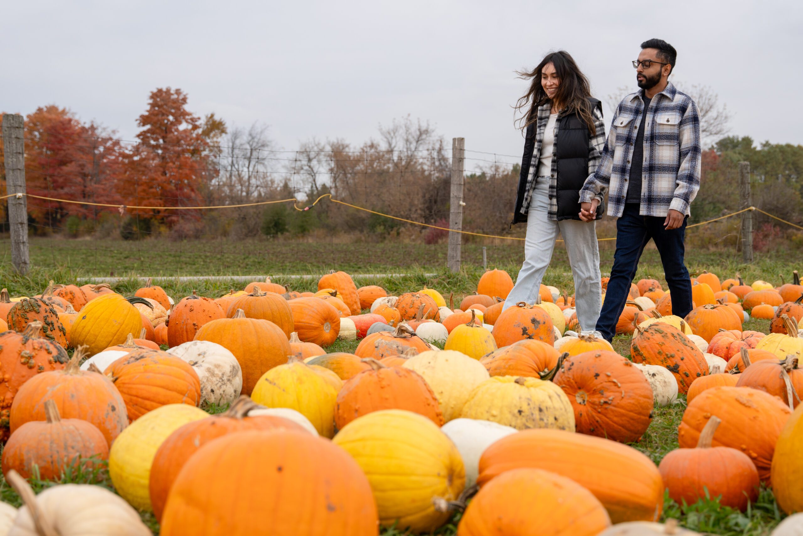 Two people walk through a pumpkin patch, colourful pumpkins are all around them on the ground