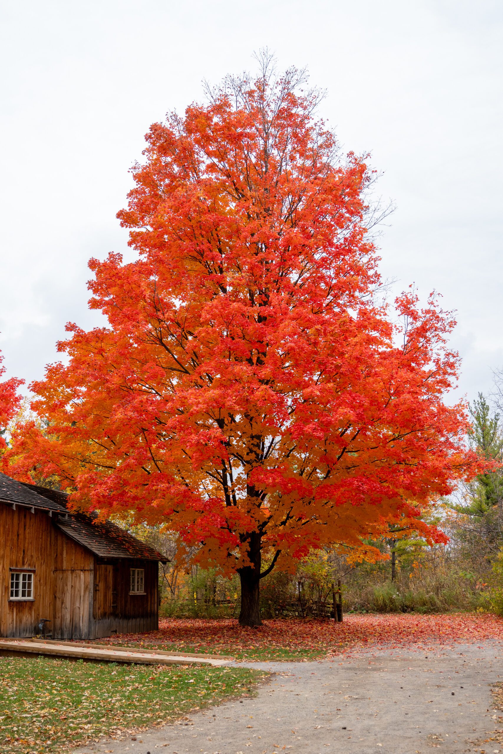 A tall tree with bright red leaves
