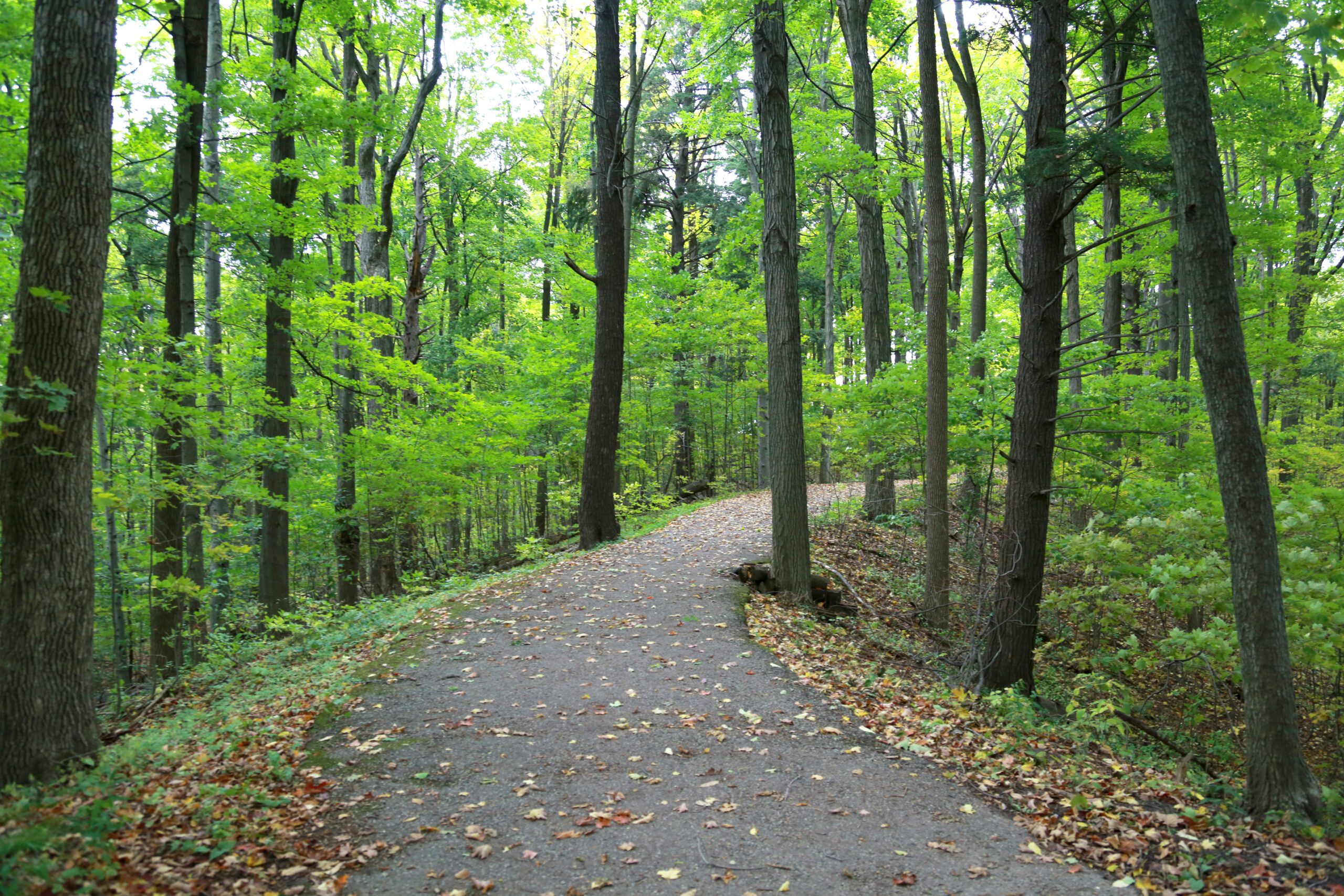 a piece of the Kortright Centre for Conservation outdoor trail, with lots of greenery and trees lining the winding trail