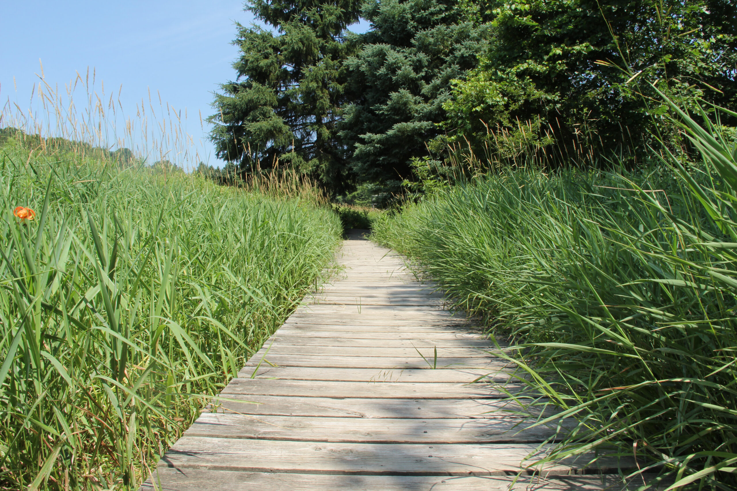Outdoor trail