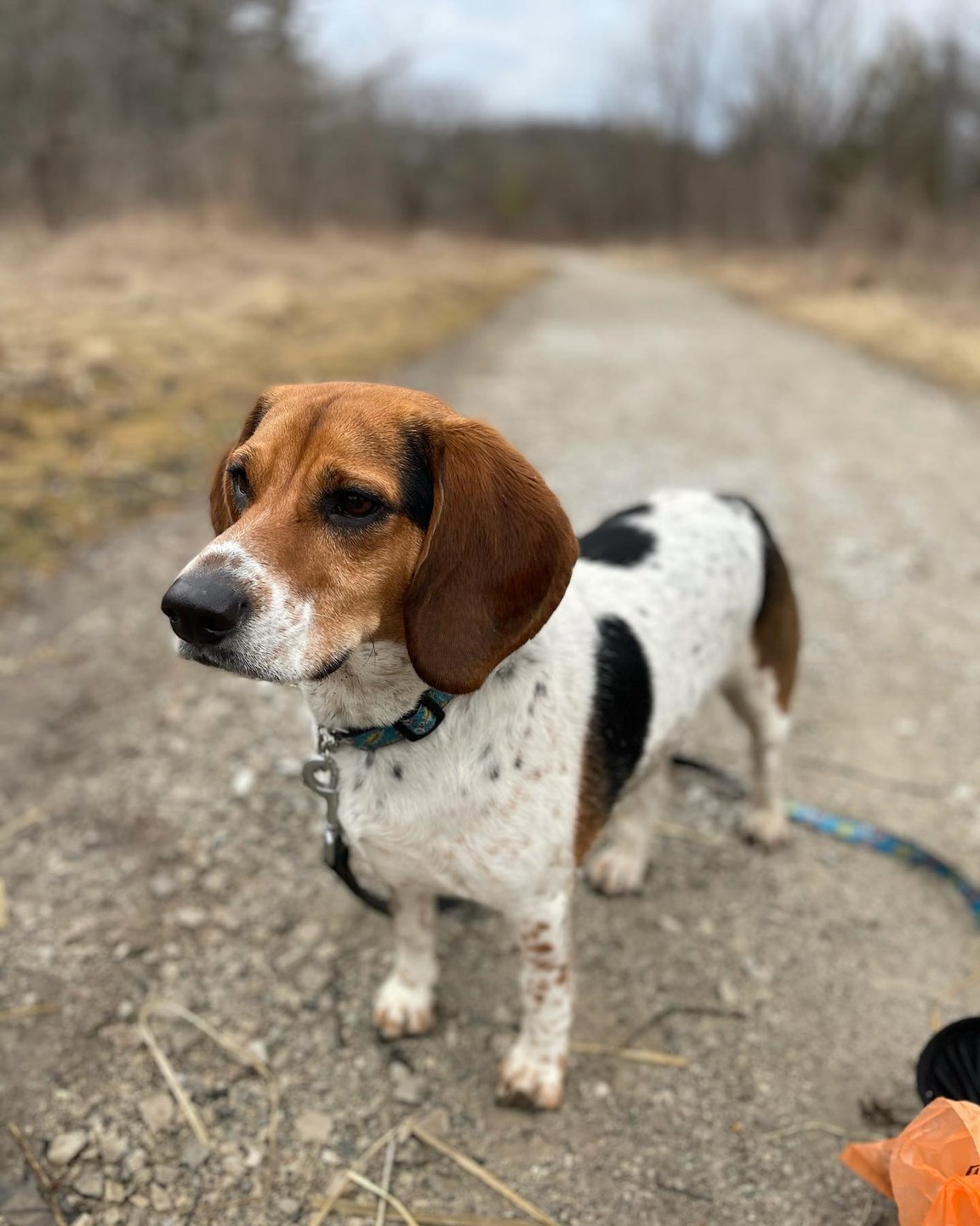 beagle